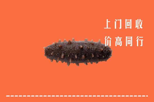 雷州市回收海参